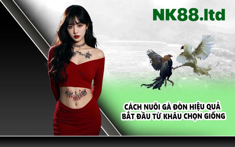 Cách nuôi gà đòn hiệu quả bắt đầu từ khâu chọn giống