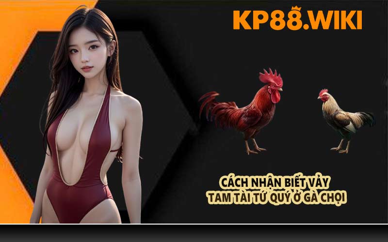 Cách nhận biết vảy tam tài tứ quý ở gà chọi