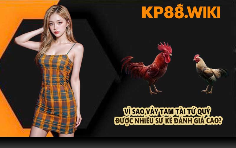 Vì sao vảy tam tài tứ quý được nhiều sư kê đánh giá cao?